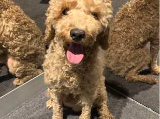 We have rehomed the poodel