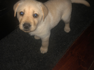 Pure Bred Lab Puppies