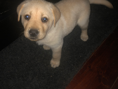 Pure Bred Lab Puppies