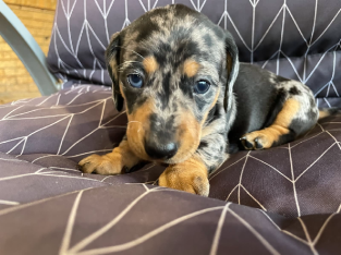 Mini Dachshunds Puppies