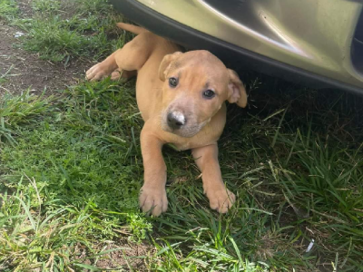Beautiful Big Girls- Amstaff cross Great dane x