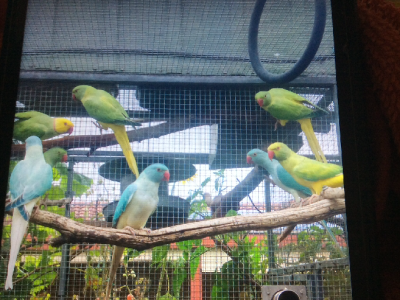 Indian Ringneck Available