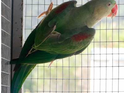 Alexandrine Young Hen