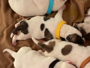 3 girls 5 boys American Bulldog