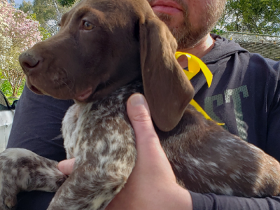 German Shorthair Pointer