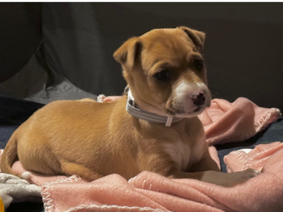 Puppy in need of forever home