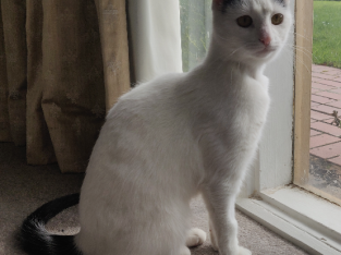 Friendly 1 year old domestic cat. Price includes cat accessories