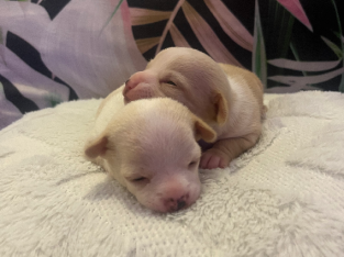 Purebred apple head teacup chihuahua puppies born 15/09/2023