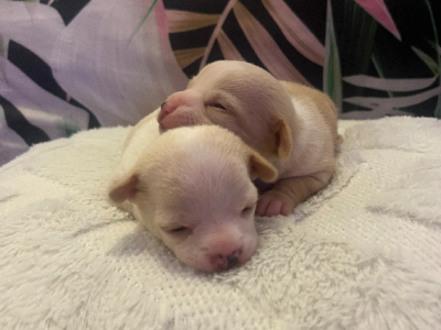 Purebred apple head teacup chihuahua puppies born 15/09/2023
