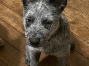 Blue cattle dog pups