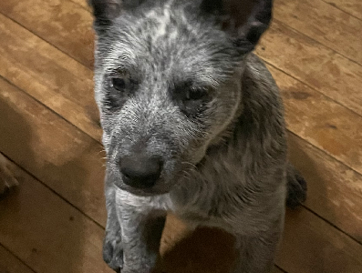 Blue cattle dog pups