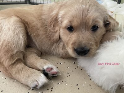 A Wonderful Pairing: The Gorgeous Golden Irish