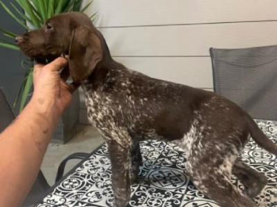 GSP German Shorthaired Pointer puppies