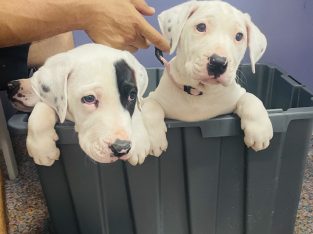 Puppies for sale