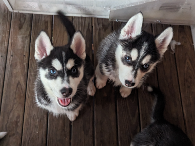 Siberian Husky Puppies