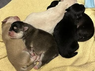 Pomsky – Silverwater