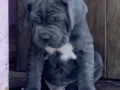 Neo Mastiff (Neapolitan) pups BLUE & TAWNY