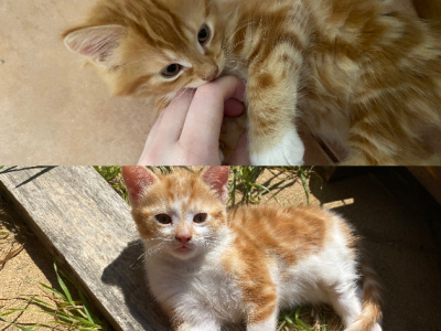 Selling 2 Kittens – Ginger Boys / Urgent Home