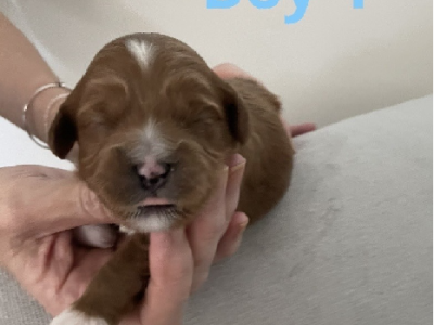 Toy Cavoodle Adorable Highly Sought-After Puppies