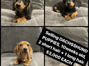 Adorable Long Hair/Short Hair Purebred Miniature Dachshund