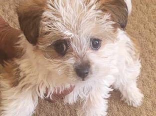 2 x Female Jack Russell X Mini Foxie