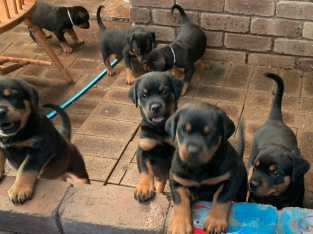 Rotterman – Doberman/Rottweiler