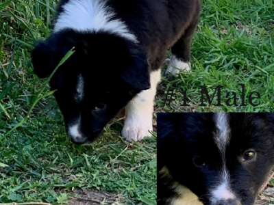 Pure bred border collie puppies
