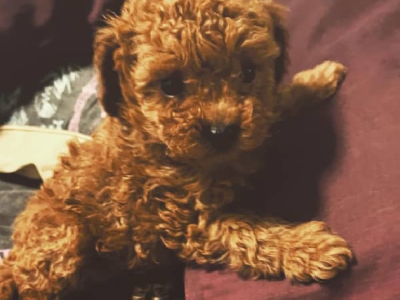 Toy Poodle – Miranda