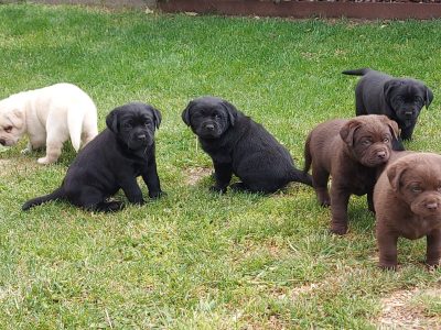 Labrador Pups
