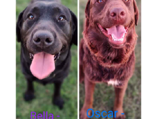 Purebred Labrador Puppies