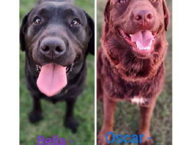 Purebred Labrador Puppies