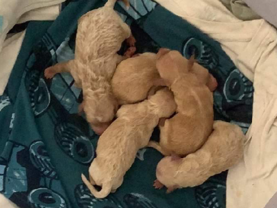 Cuties Toy Moodle for sale