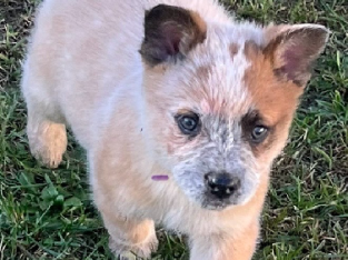 Pure Bred Australian Cattle Dog Puppies
