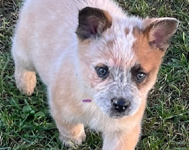 Pure Bred Australian Cattle Dog Puppies