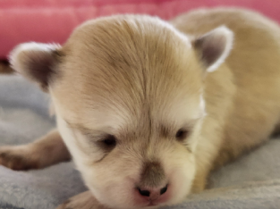 Pure bred long hair Chihuahua puppies
