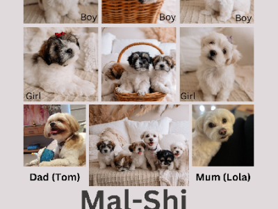 Mal-Shi Puppies for Sale