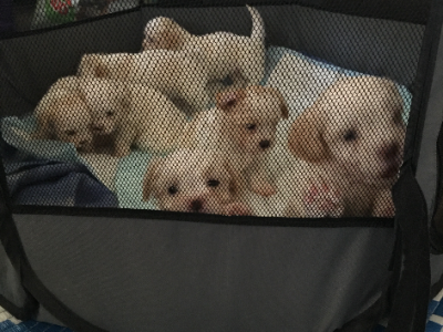 Maltese Shih Tzu puppies