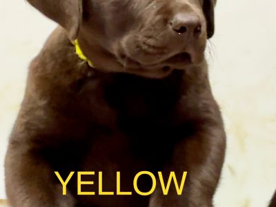 2 Pure Bred Chocolate Labradors for sale