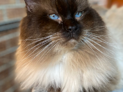 Ragdoll Stud Service