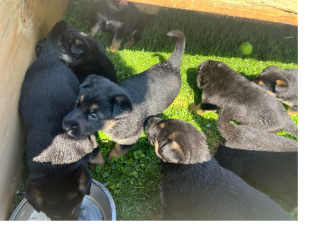Pure Breed 10 German Shepherd 10 puppies, 8 males 2 females