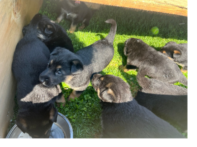 Pure Breed 10 German Shepherd 10 puppies, 8 males 2 females