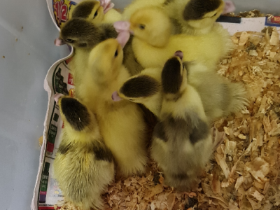 Muscovy Ducklings Day Old