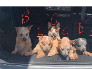11 week old cattle dog puppies