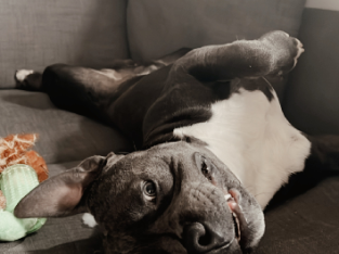 2 year old staffy needs rehoming