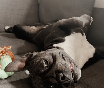 2 year old staffy needs rehoming