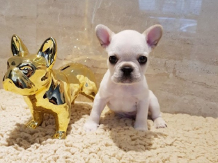 French bulldog puppies