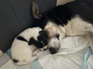 Kelpie X Australian Cattle Dog & Blue Healer