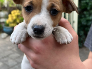 5 Purebred Jack Russell Terrier puppies