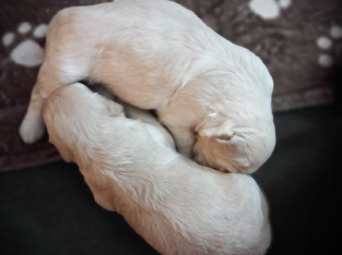 MEdium Fleece Coast Cream Goodle Pups