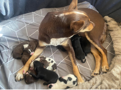 Border Collie x Kelpie Puppies